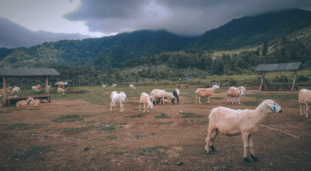 Ilustrasi Hukum Menjual Daging Kurban. Sumber Unsplash/Ibnu Al Rasyid