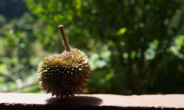 Kebun Durian Sangiang Bedil. Foto hanyalah ilustrasi bukan tempat sebenarnya. Sumber: Unsplash/Spencer Wing