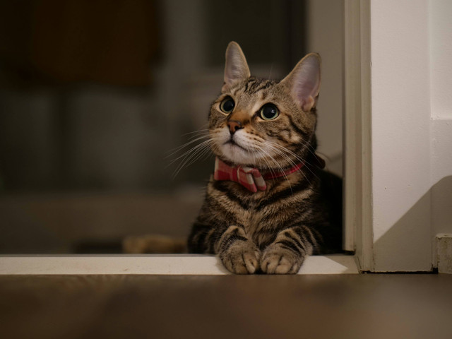 Ilustrasi Alat Grooming Kucing. Sumber: Unsplash