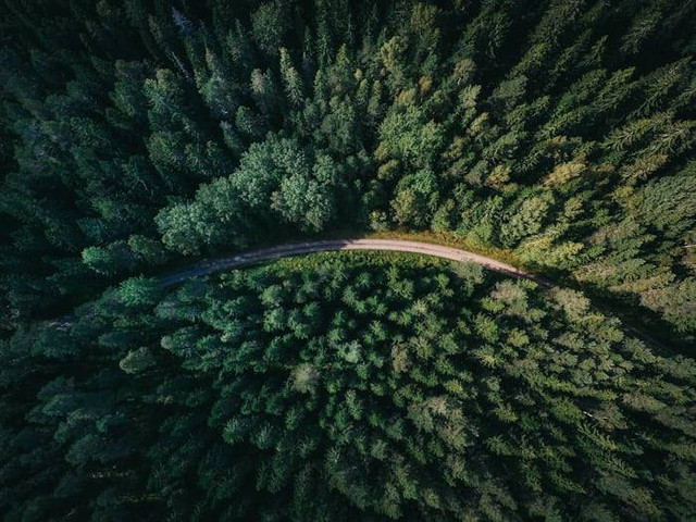 Ilustrasi Manfaat Hutan secara Tidak Langsung. Sumber: unsplash.com/ Geranimo