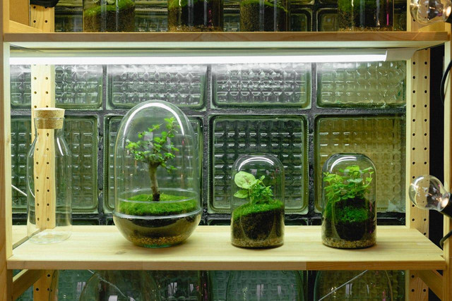 ilustrasi Paludarium (Pexels)