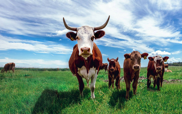 Ilustrasi Kurban Seekor Sapi Berlaku untuk, Sumber Unsplash Jonas Koel