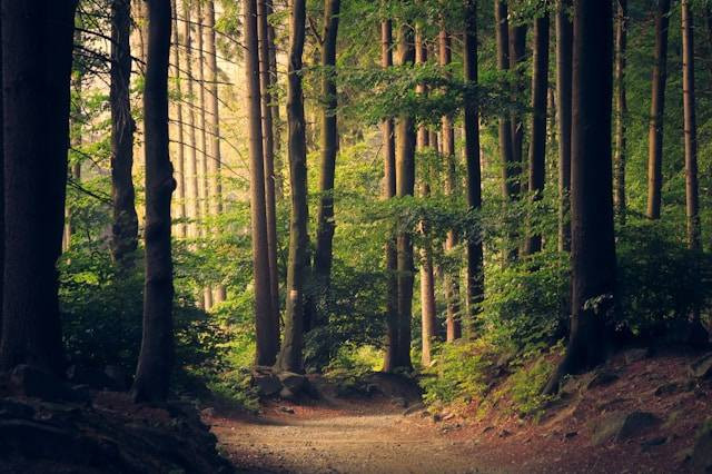 Taman Wisata Alam Punti Kayu. Foto hanya ilustrasi, bukan tempat sebenarnya. Sumber: Unsplash/Lukasz Szmigiel