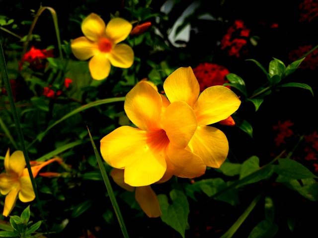 Ilustrasi tanaman rambat mandevilla. Foto: Adarsh Kumar S/Unsplash