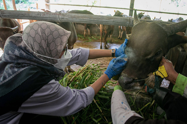 Ilustrasi hewan ternak Foto: Mohammad Ayudha/ANTARA FOTO