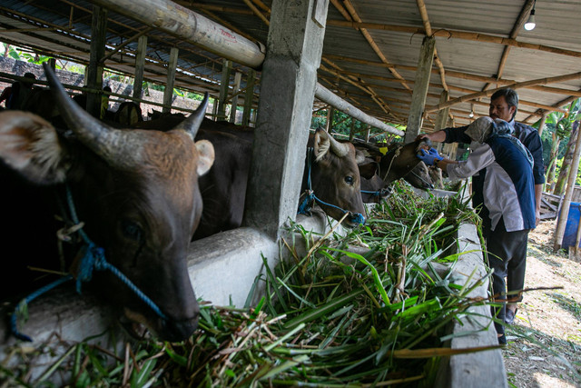 Dokter hewan dari Dinas Pertanian Ketahanan Pangan dan Peternakan memeriksa mulut dan mata sapi saat pengecekan kesehatan hewan ternak di Mojosongo, Solo, Jawa Tengah, Senin (10/6/2024). Foto: Mohammad Ayudha/ANTARA FOTO
