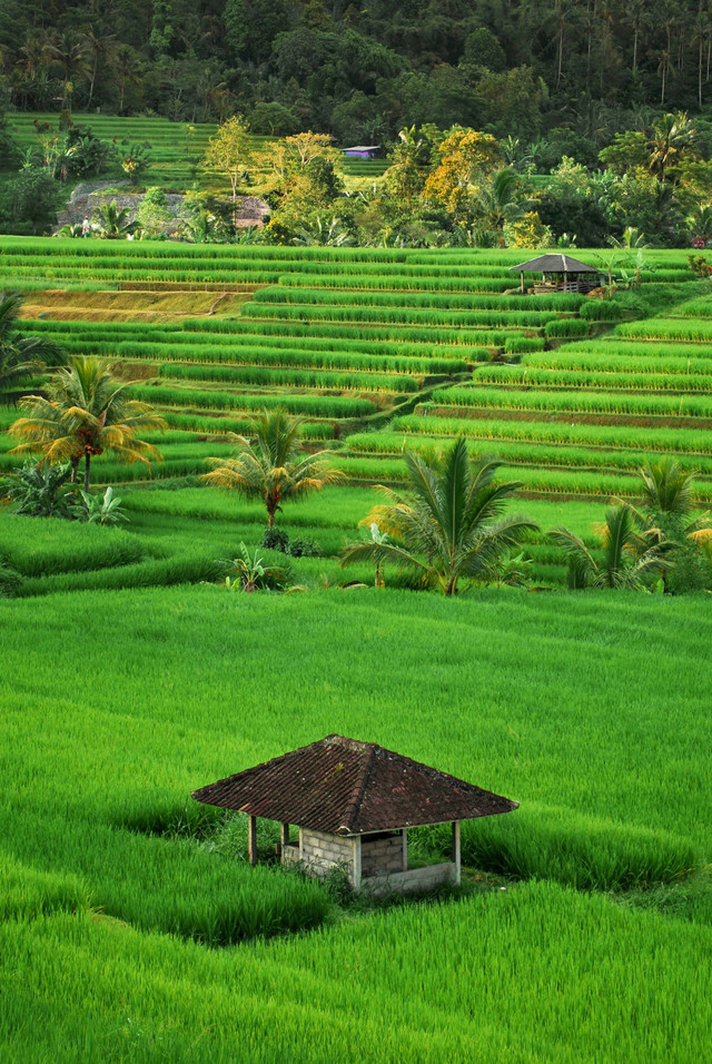ilustrasi literasi hamparan sawah padi yang hijau subur (https://unsplash.com)
