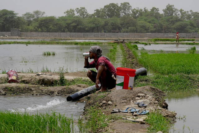 Seorang buruh tani minum air sambil beristirahat saat bekerja di sawah pada hari musim panas di Karnal di negara bagian utara Haryana, India (3/6/2024). Foto: Bhawika Chhabra/REUTERS