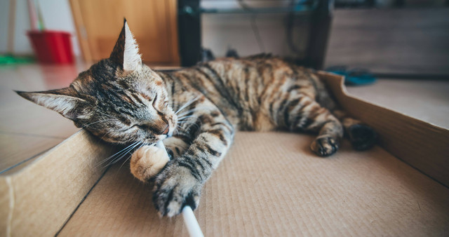 Ilustrasi Apakah Kucing yang Sudah Disteril Masih Bisa Kawin? Sumber: Unsplash