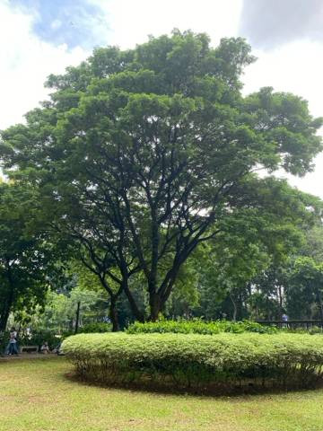 Sumber: Naura Syakira