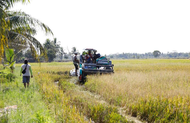 Lahaf Rawsam Optimasi Lahan Rawa, 302 Hektare Padi di Banyuasin Siap Panen ...