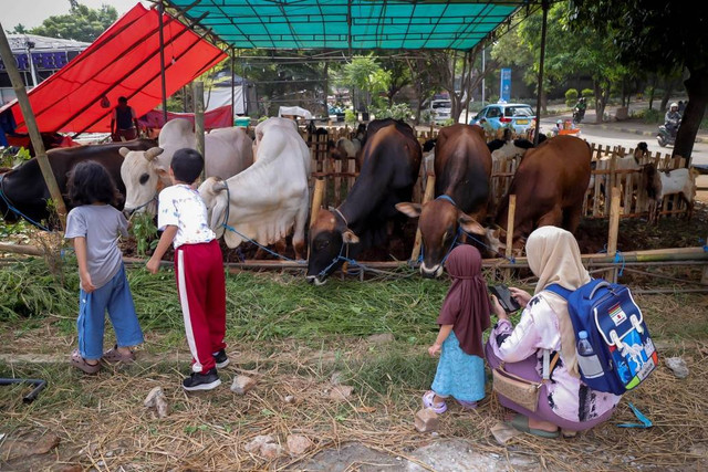 Penjualan hewan kurban di kawasan Kuningan, Jakarta Selatan, Selasa (11/6/2024). Foto: Jamal Ramadhan/kumparan