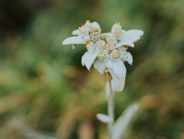 ilustrasi bunga Edelweis (Pexels)