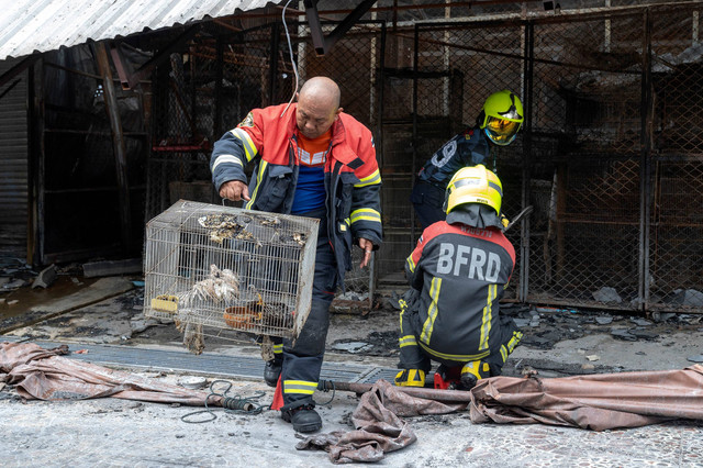 Seorang petugas pemadam kebakaran membawa ayam-ayam yang terluka di dalam kandang menyusul kebakaran di pasar hewan peliharaan di sebelah pasar Chatuchak di Bangkok (11/6/2024). Foto: CHANAKARN LAOSARAKHAM/AFP