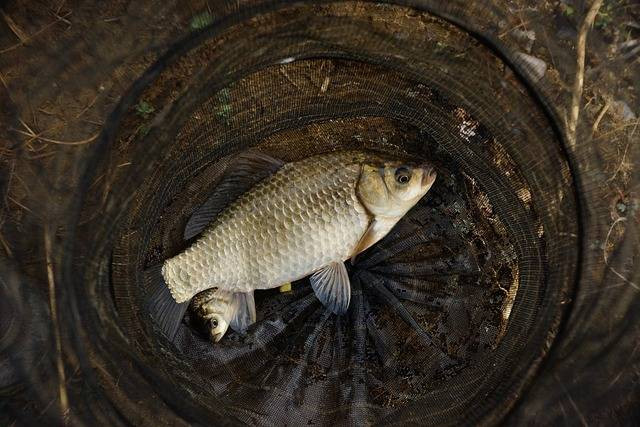 Ilustrasi tips memancing rohu kolam. Foto: Pixabay