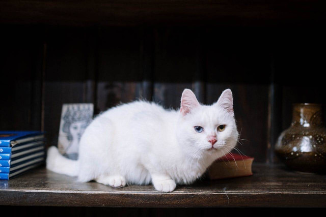 ilustrasi kucing betina putih (Pexels)