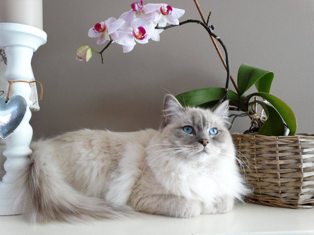 ilustrasi kucing nyaman (Pexels)