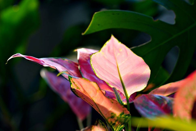 Foto Hanya Ilustrasi: Penyebab daun Aglonema Menguning. Sumber: Pixabay.com