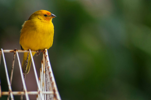 Ilustrasi kenari hybrid. Sumber foto: Unsplash