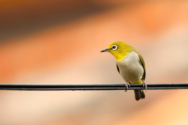 ilustrasi burung pleci (Pixabay)