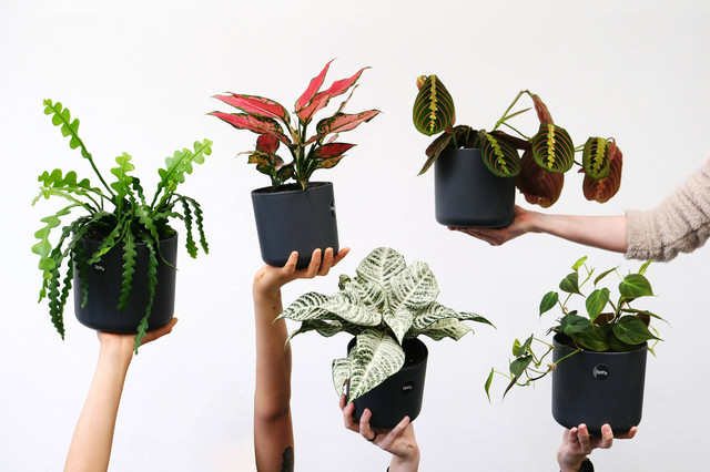Ilustrasi Jenis Hama dan Penyakit Tanaman Aglaonema. Sumber: Unsplash