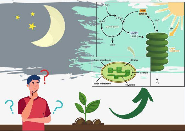 Ilustrasi terjadinya reaksi terang/cahaya pada membran tilakoid kloroplas. Sumber: Wisnubroto (2022)