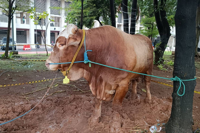 Sapi kurban Idul Adha milik Presiden Joko Widodo di Masjid Istiqlal, Jakarta, Minggu (16/6/2024). Foto: Hedi/kumparan