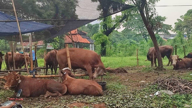 Penjualan hewan kurban di Jakarta Barat, Minggu (16/6/2024). Foto: Rachmadi Rasyad/kumparan