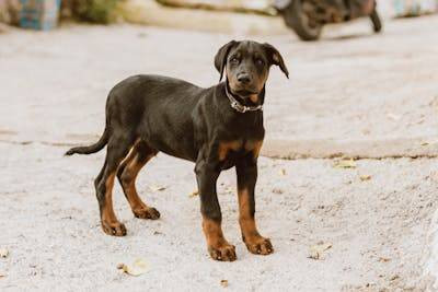 Ilustrasi fakta anjing doberman. Foto: Pexels