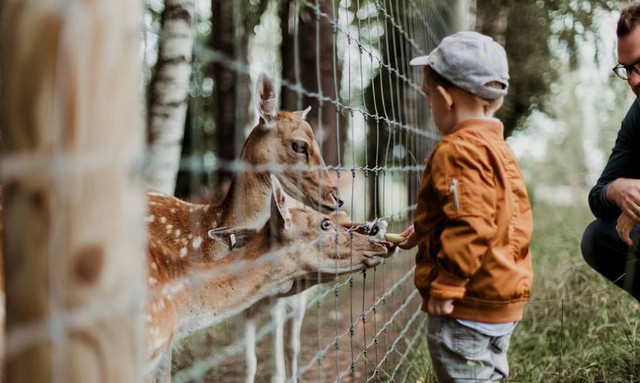 Jam buka Kebun Binatang Bandung 2024. Foto hanyalah ilustrasi bukan tempat sebenarnya. Sumber: Unsplash/Daiga Ellaby