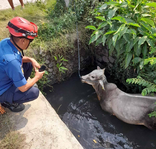 Sapi di Karawang yang nyemplung ke parit. Dok: Damkar Karawang