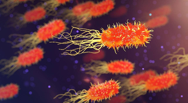 Ilustrasi Salmonella Typhosa Termasuk ke Dalam Kingdom. Sumber: Pixabay/qimono