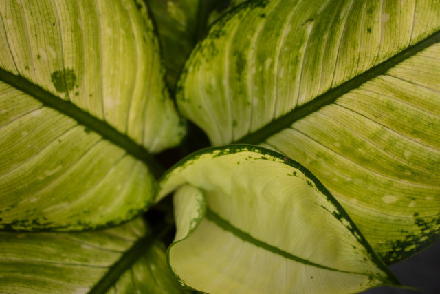 Ilustrasi aglonema. Sumber foto: Unsplash