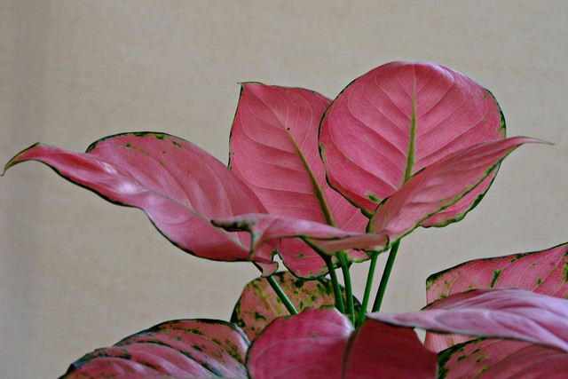Ilustrasi aglonema. Sumber foto: Pixabay