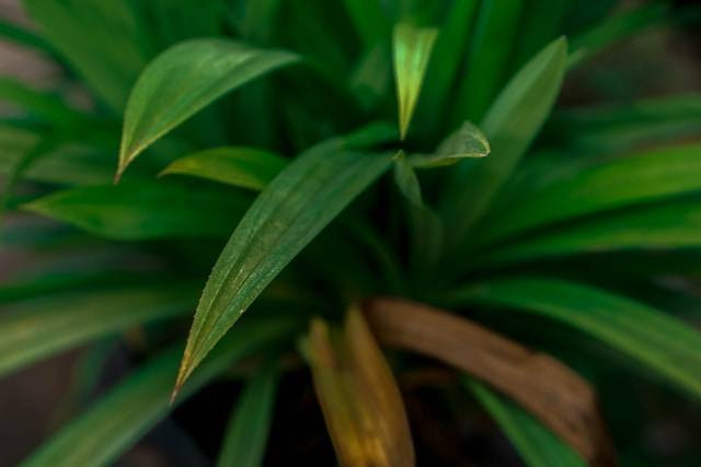 Ilustrasi Penyakit pada Tanaman Pandan Wangi. Foto: dok. Unsplash/Redicul Pict