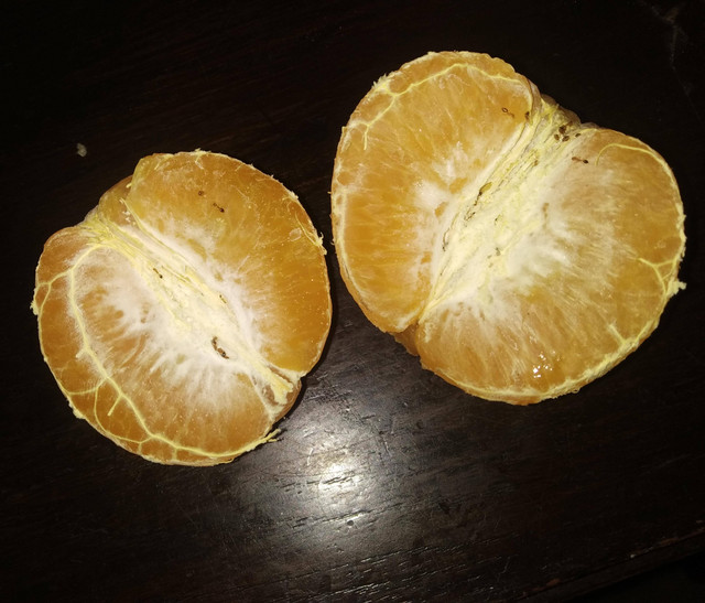 Semut di jeruk setelah berada didalam kulkas 24 jam (Sumber: Foto Dokumen Pribadi)