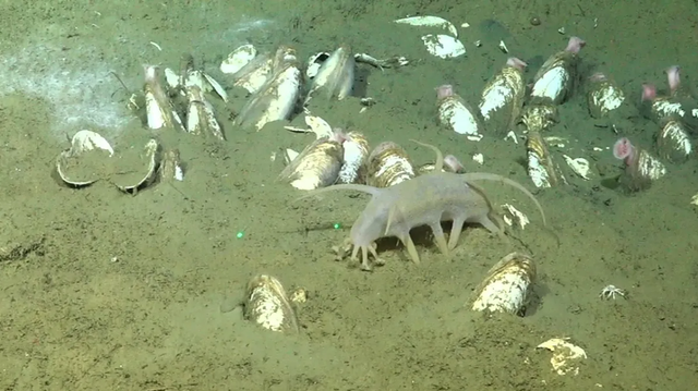 Makhluk misterius mirip babi ditemukan sedang berjalan di laut dalam. Foto: ROV SuBastian/Schmidt Ocean Institute