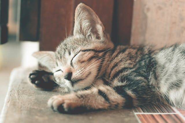Tips Bawa Kucing Naik Kereta dan Perjalanan Jauh . Foto Hanya Ilustrasi. Sumber Foto: Unsplash.com/Ihsan Adityawarman