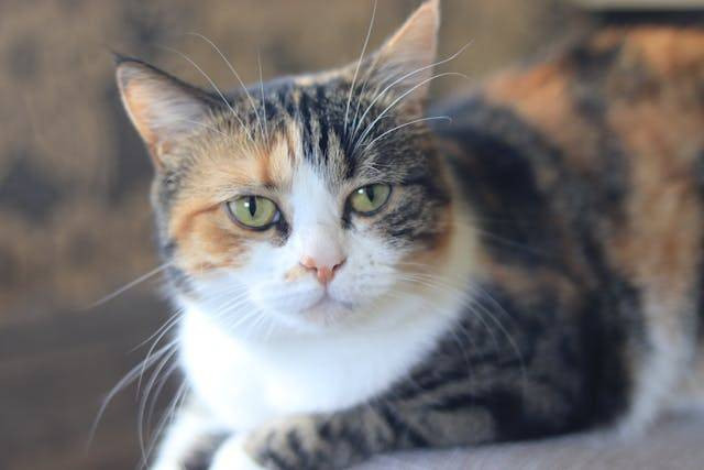 Cara Agar Kucing Mau Minum dan Makan. Foto Hanya Ilustrasi. Sumber Foto: Unsplash.com/Irina Skrobko