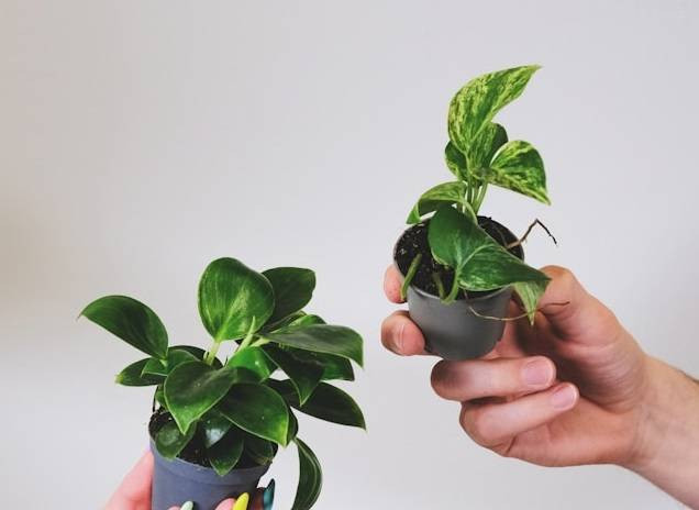 Cara Menanam Sirih Gading di Pot Gantung. Foto Hanya Ilustrasi. Sumber Foto: Unsplash.com/feey