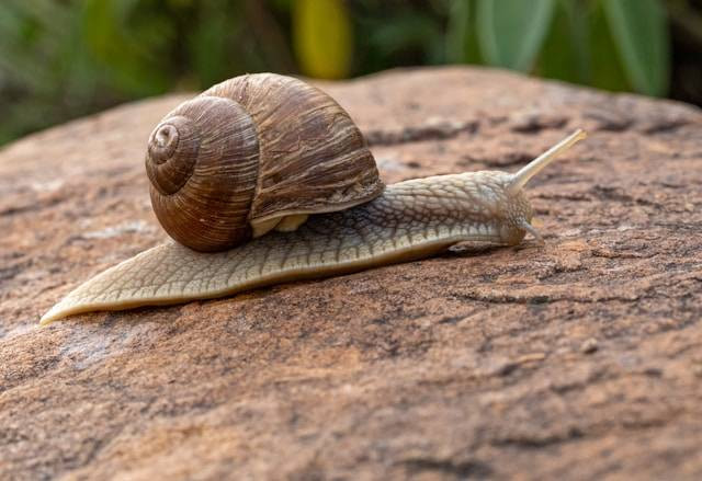 Cara Mengatasi Hama Bekicot pada Tanaman Cabe. Foto Hanya Ilustrasi. Sumber Foto: Unsplash.com/Zdeněk Macháček