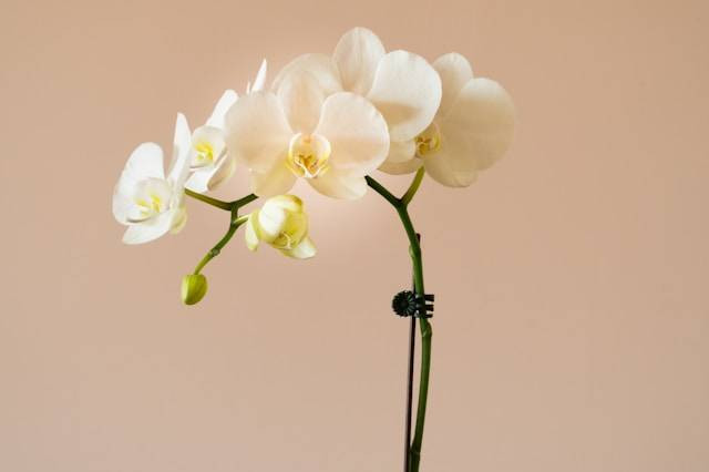 Ilustrasi cara menanam anggrek di rumah. Foto: Earl Wilcox/Unsplash