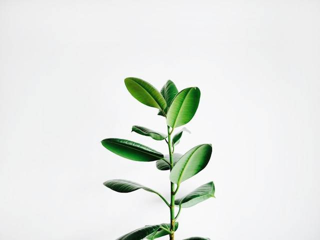 Apakah Tanaman Bisa Merasakan Sakit? Foto Hanya Ilustrasi. Sumber Foto: Unsplash.com/Igor Son