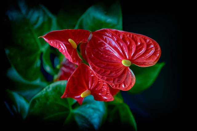 Ilustrasi tanaman anthurium. Sumber foto: Unsplash