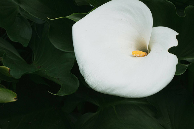 Ilustrasi anthurium tahan panas matahari. Sumber foto: Unsplash