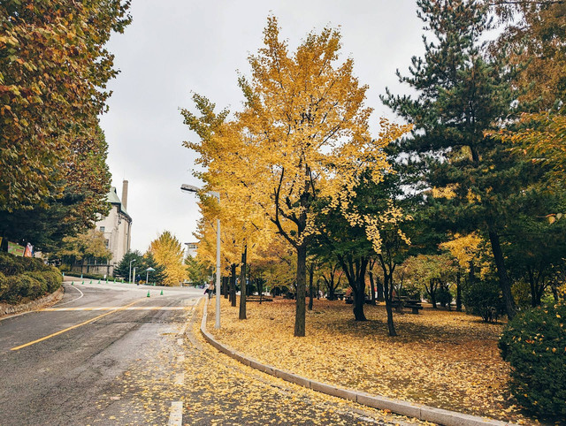 Tempat Wisata di Osaka Musim Gugur. Foto hanya ilustrasi, bukan tempat sebenarnya. Sumber: Unsplash/Note Thanun