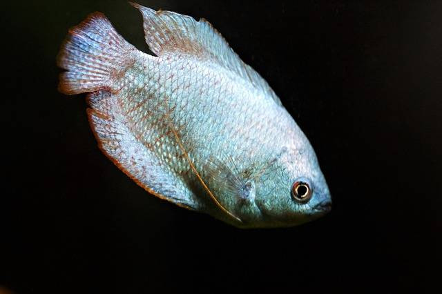 Ilustrasi penyakit ikan gurame. Foto: Pixabay