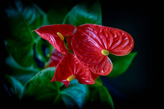 Cara Menyemai Biji Anthurium. Foto Hanya Ilustrasi. Sumber Foto: Unsplash.com/Hassan Pasha
