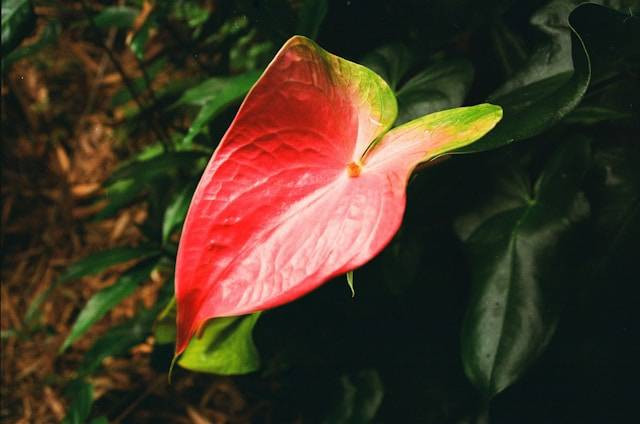plant stands for hanging plants Deluxe Real Touch Pothos Fake Hanging Plant main image 0