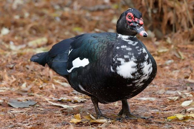 Ilustrasi penyebab telur entok tidak menetas. Foto: Pixabay